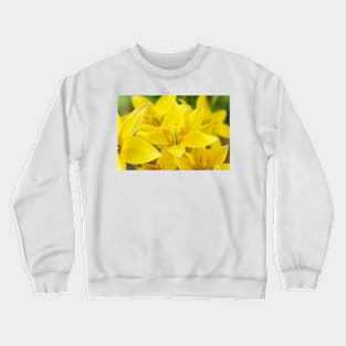 Tulipa urumiensis  Iran tulip  Miscellaneous Group Tulip Crewneck Sweatshirt